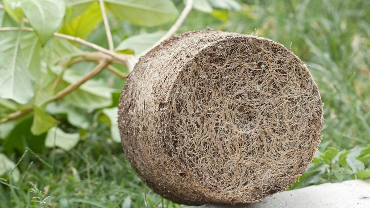 These roots need more room.
