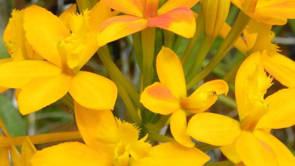 Epidendrum 'Pom Pom' is one of many reed-stem epidendrums that do well in South Florida.