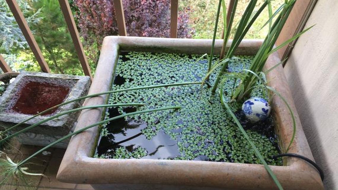 
This container pond was put together using a planter, floating aquatic plants and a mix of goldfish on a patio in San Francisco. The pond contains a bubbler, a filter, and an Asian ceramic ball as a decorative element. 
