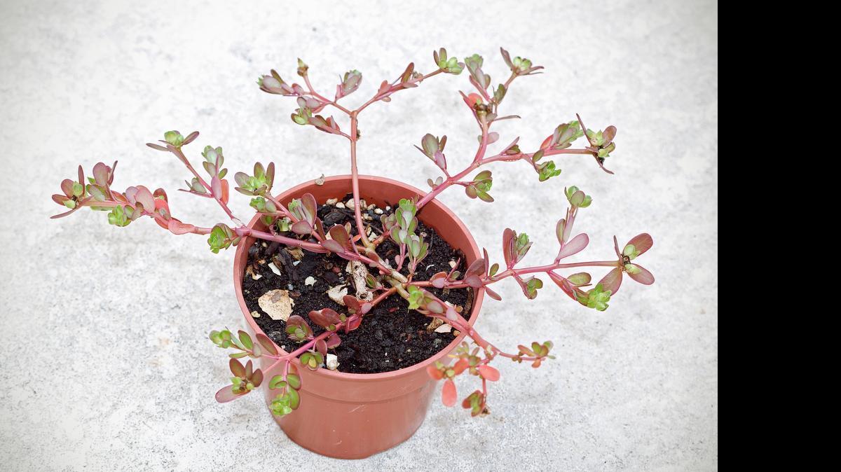 
The tender young leaves and stems of purslane are the most desirable. 

