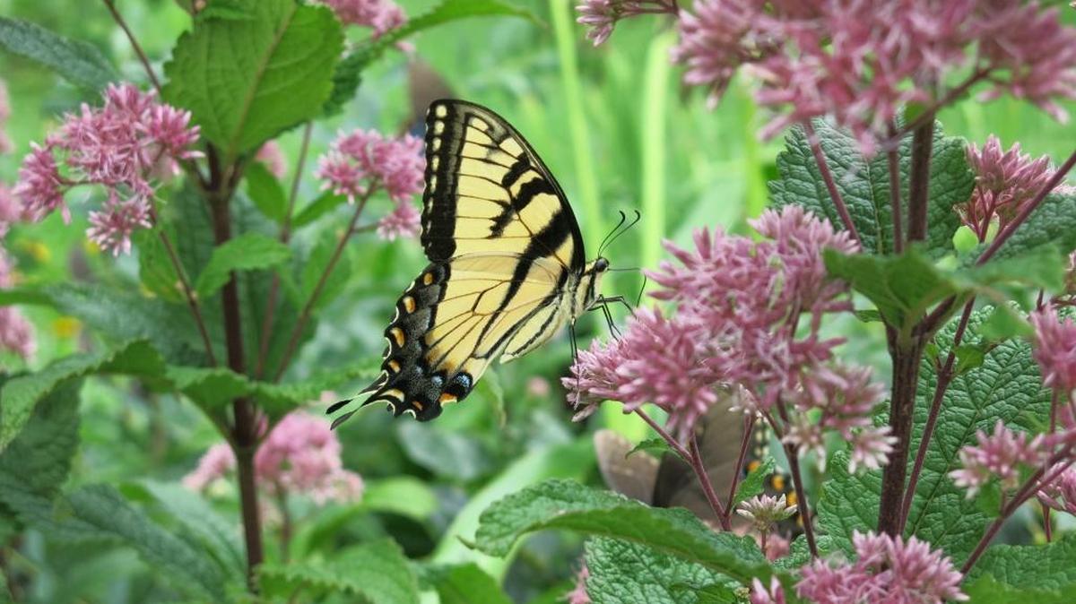 
A swallowtail butterfly visits joe-pye weed. Butterflies, bees, beetles, moths and other insects are critical pollinators, and flower gardens of all sizes will attract them.
