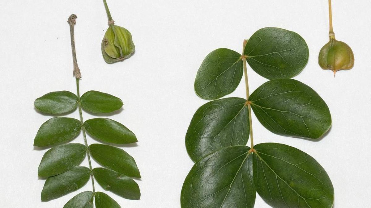 Left: Leaf and seed capsule of native lignum vitae, Guaiacum sanctum. Right: the non-native Guaiacum officinale seeds and capsule.