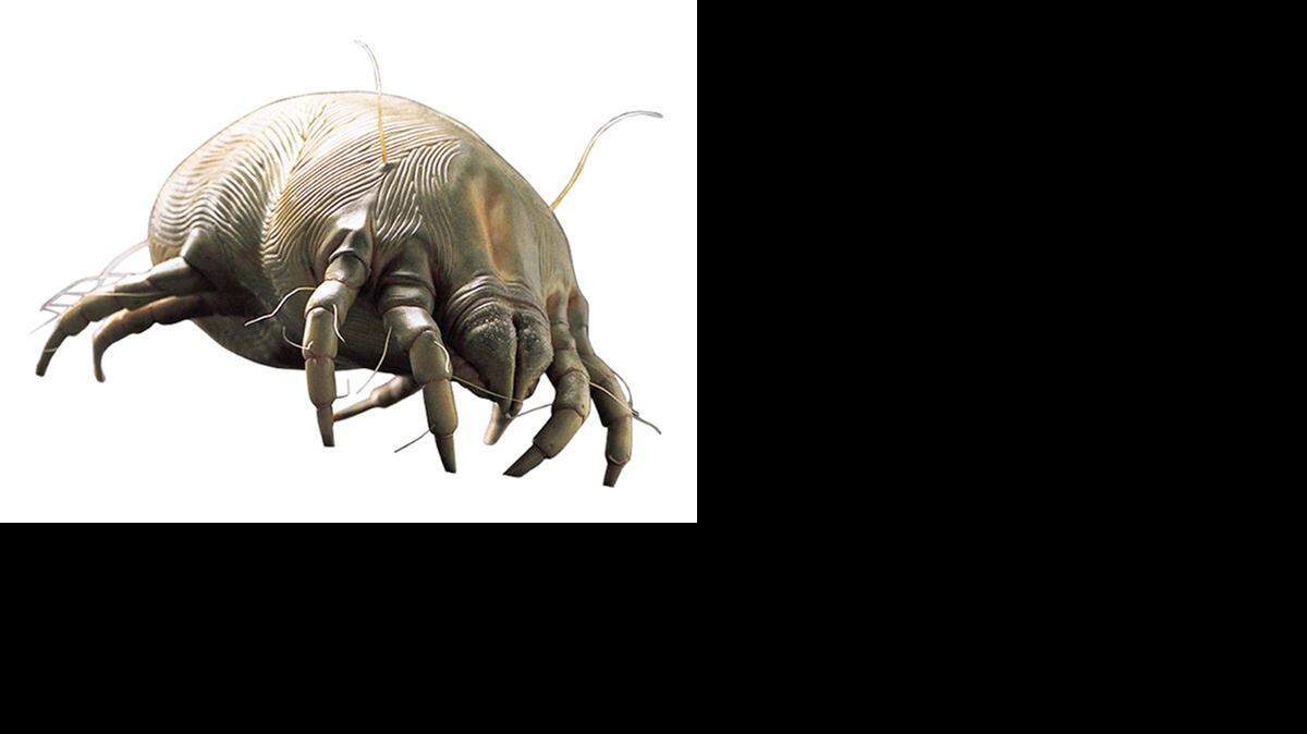 <cutline_leadin>TINY CULPRIT:</cutline_leadin> A dust mite.