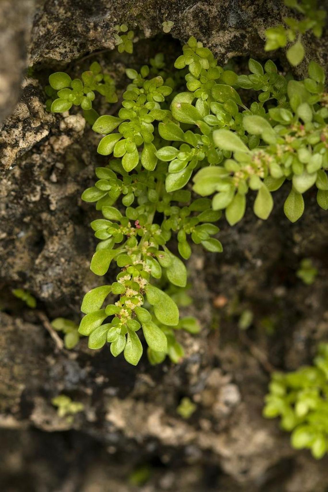 Artillery plant, with its tiny leaves, pops up nearly everywhere.