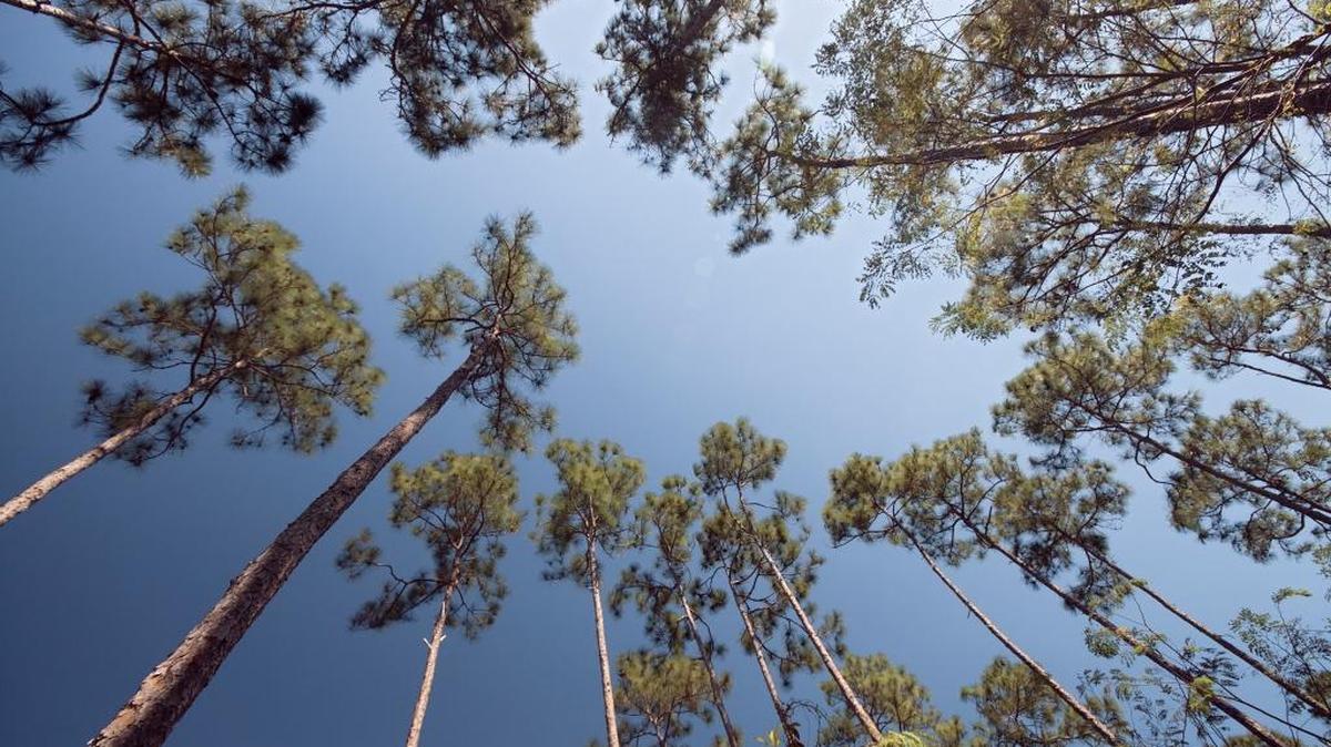 Simple exposure to nature improves your outlook.