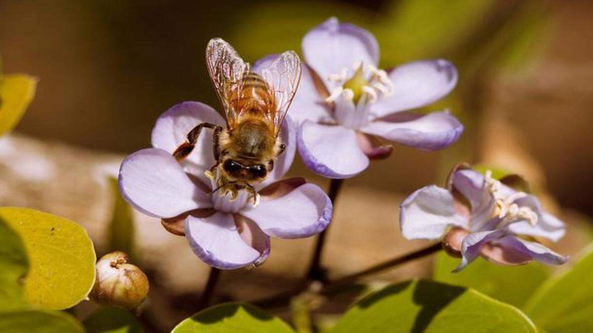 
Bees enjoy lignum vitae flowers, an important contributor to honey production.
