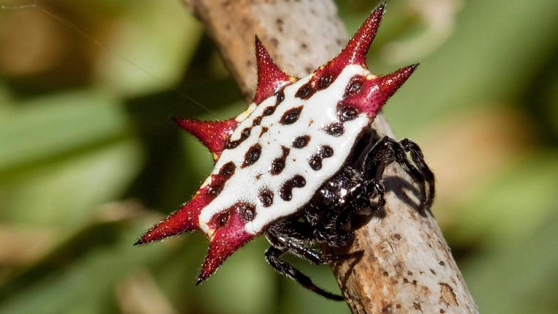 Spiny orb weaver, also not a threat