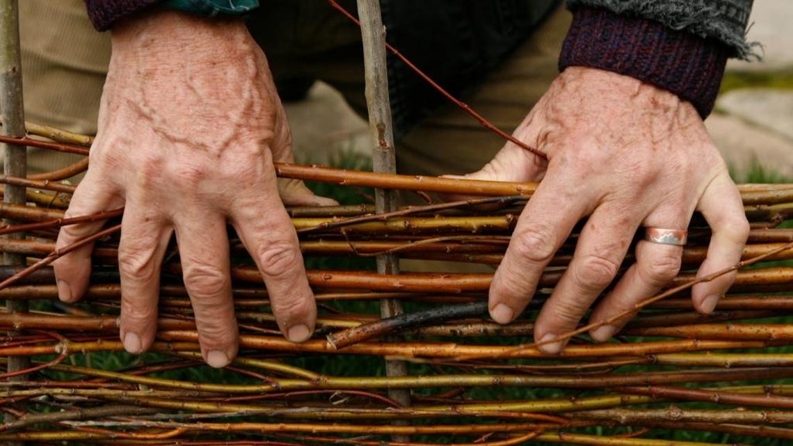 A gardener presses a willow branch down after weaving it through sticks planted in the ground.