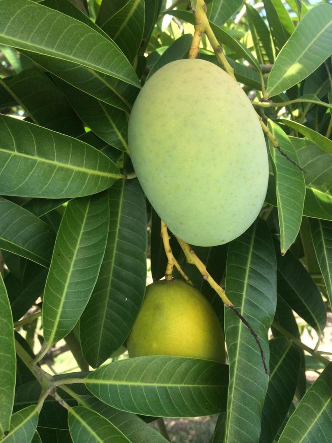 The Kuini mango (Mangifera odorata) has been in South Florida for more than 50 years.