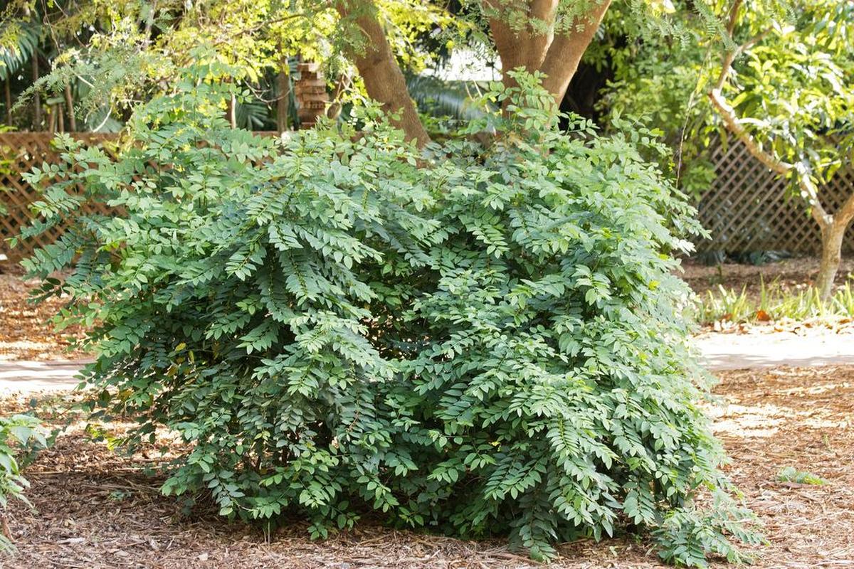 A katuk bush forms edible landscaping.