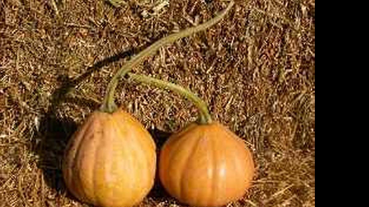 
Plant Seminole pumpkins now. They’ll tolerate the harsh summer weather. 
