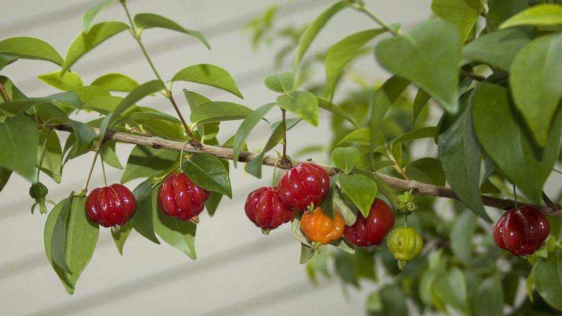 Surinam cherries are pretty, but they should be eaten only after they ripen to a very dark, blackish purple.