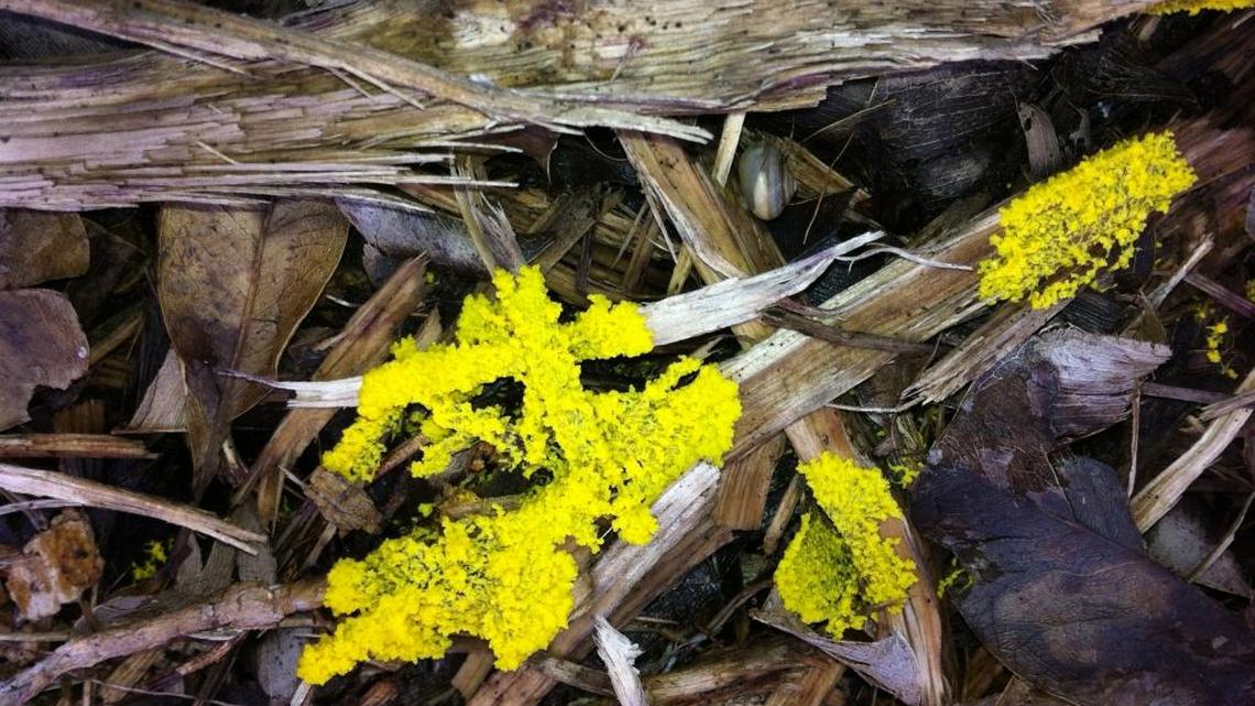 
Fuligo septica, dog vomit slime mold
