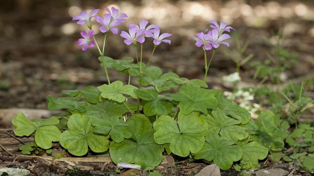 A lovely weed, pink woodsorrell (Oxalis debilisi).