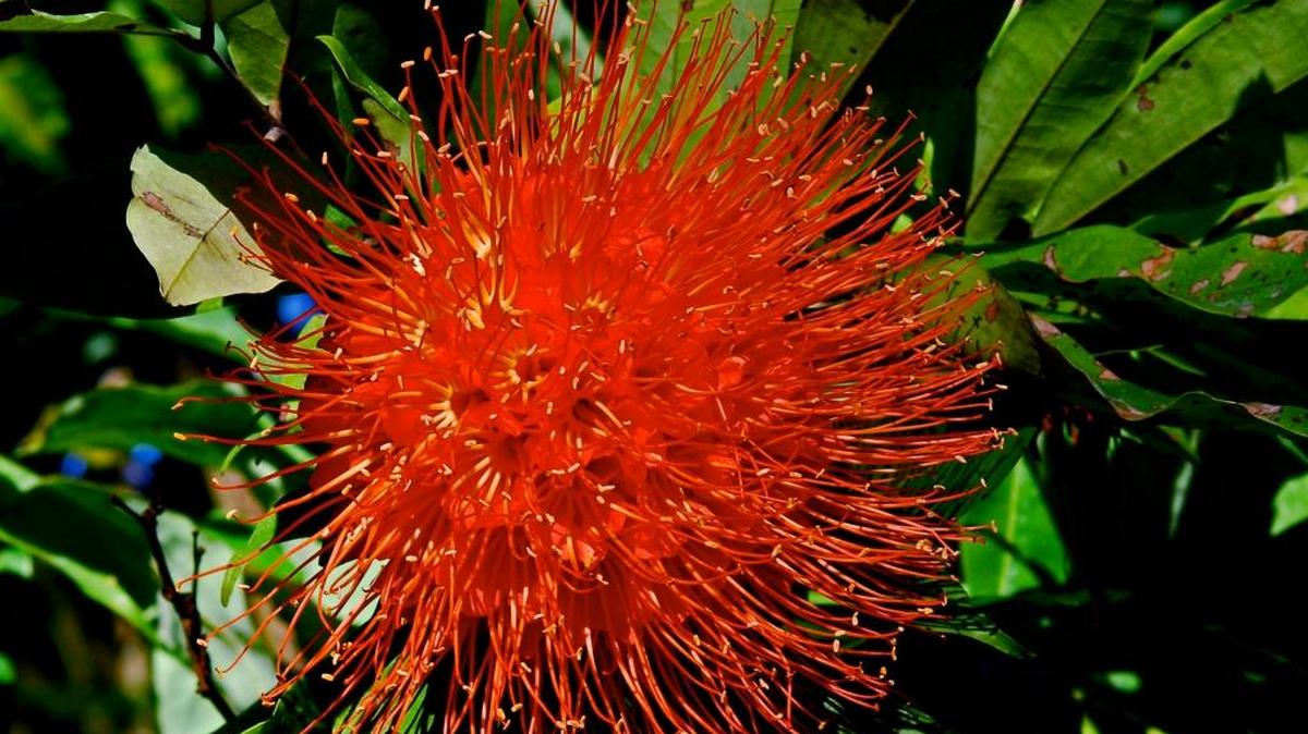 A spectacular round ball of flowers is found on this South American shrub/small tree, flor de rosa.