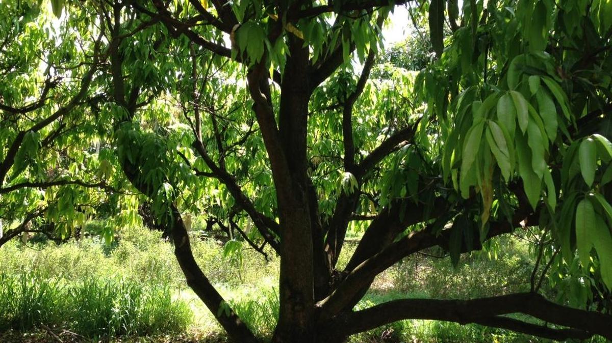 A tree not getting enough sun will not fruit.