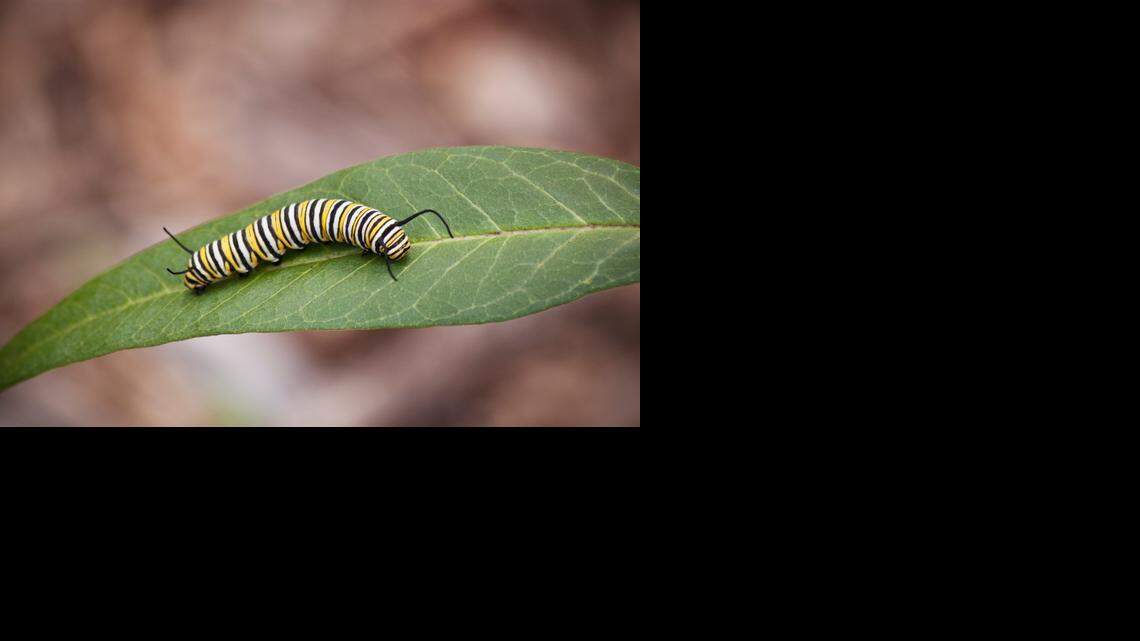 
A monarch caterpillar on its milkweed host plant.

