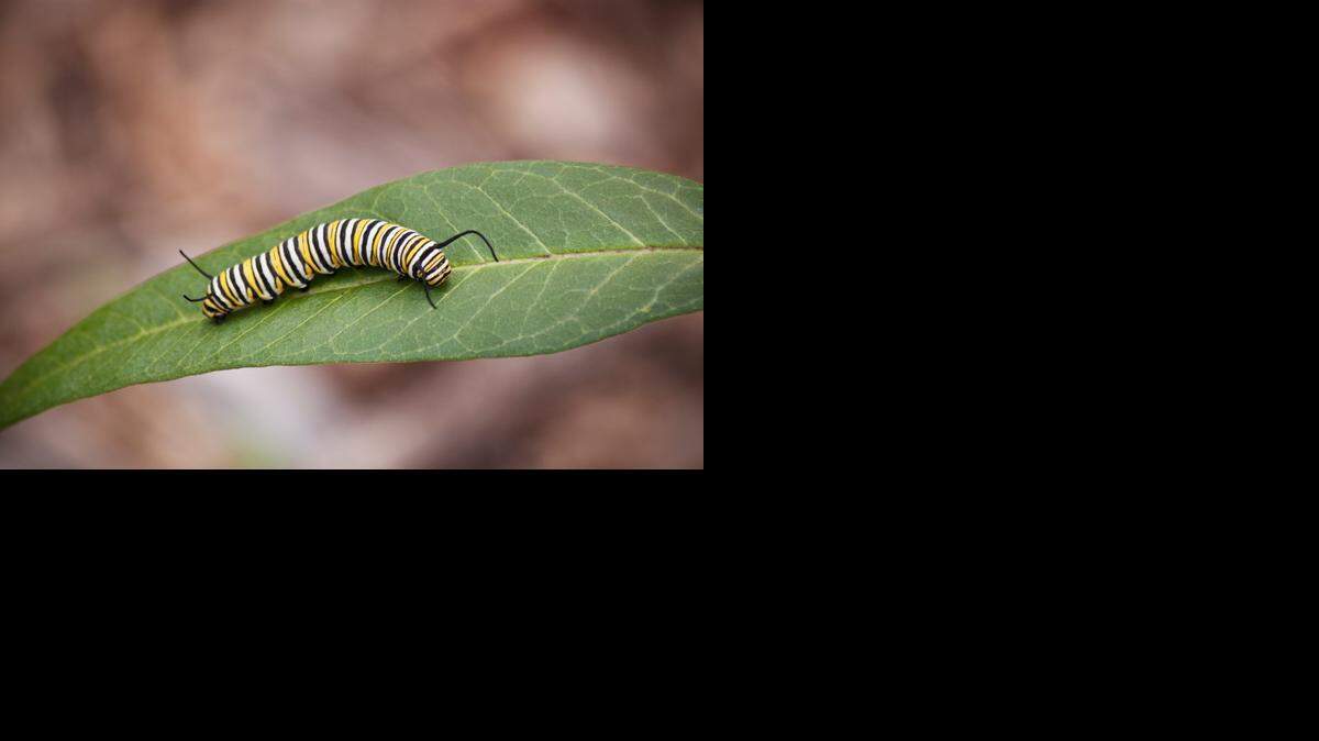
A monarch caterpillar on its milkweed host plant.
