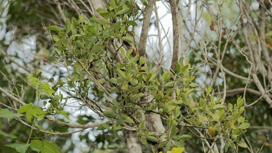 A healthy growth of mistletoe on an otherwise almost bare mahogany.