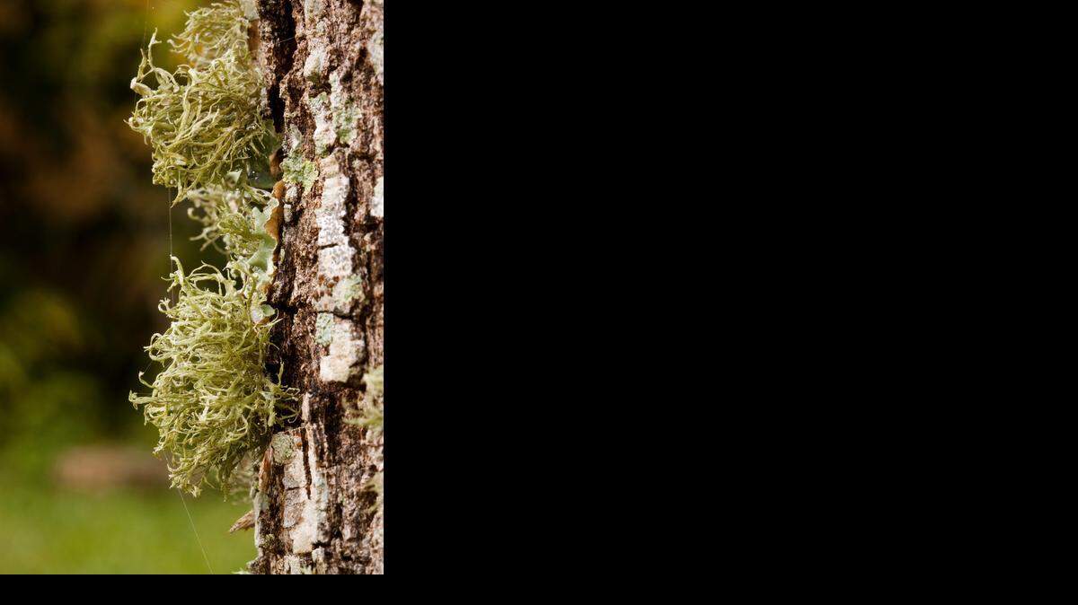 
A fruticose lichen on a live oak trunk.

