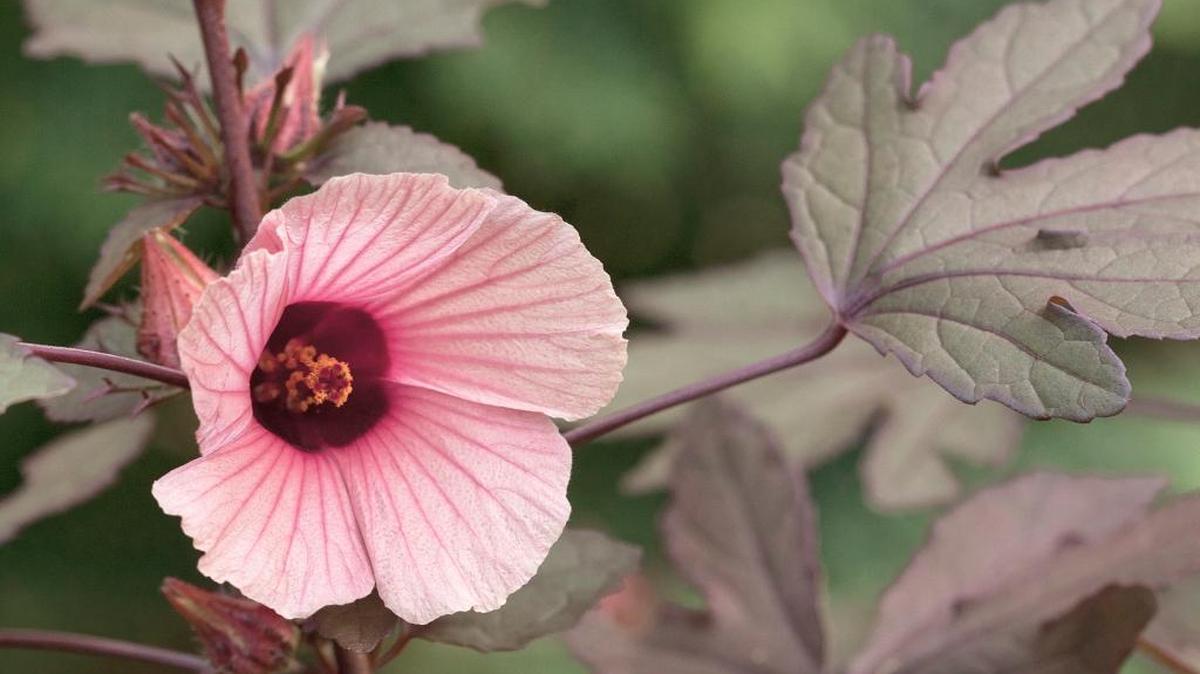 Cranberry hibiscus have pink flowers with a maroon throat and require no care.