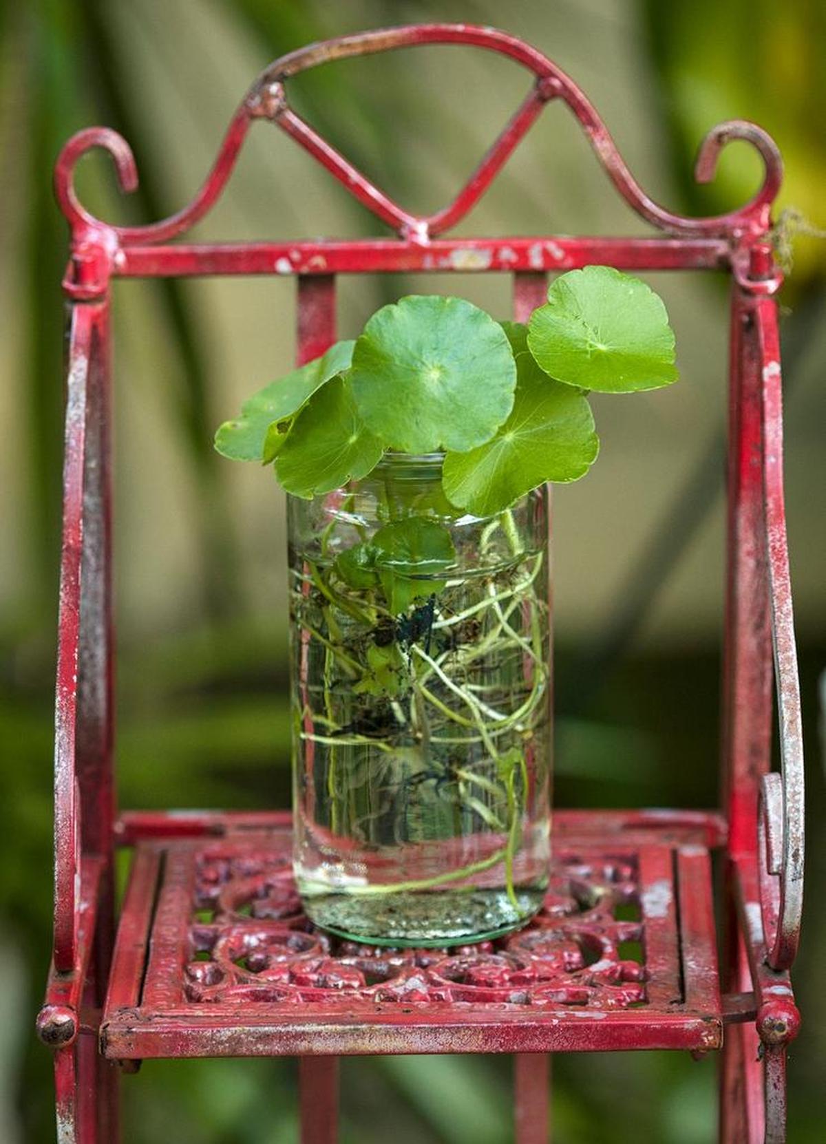 Pennywort grows well in water provided foliage can reach the surface.