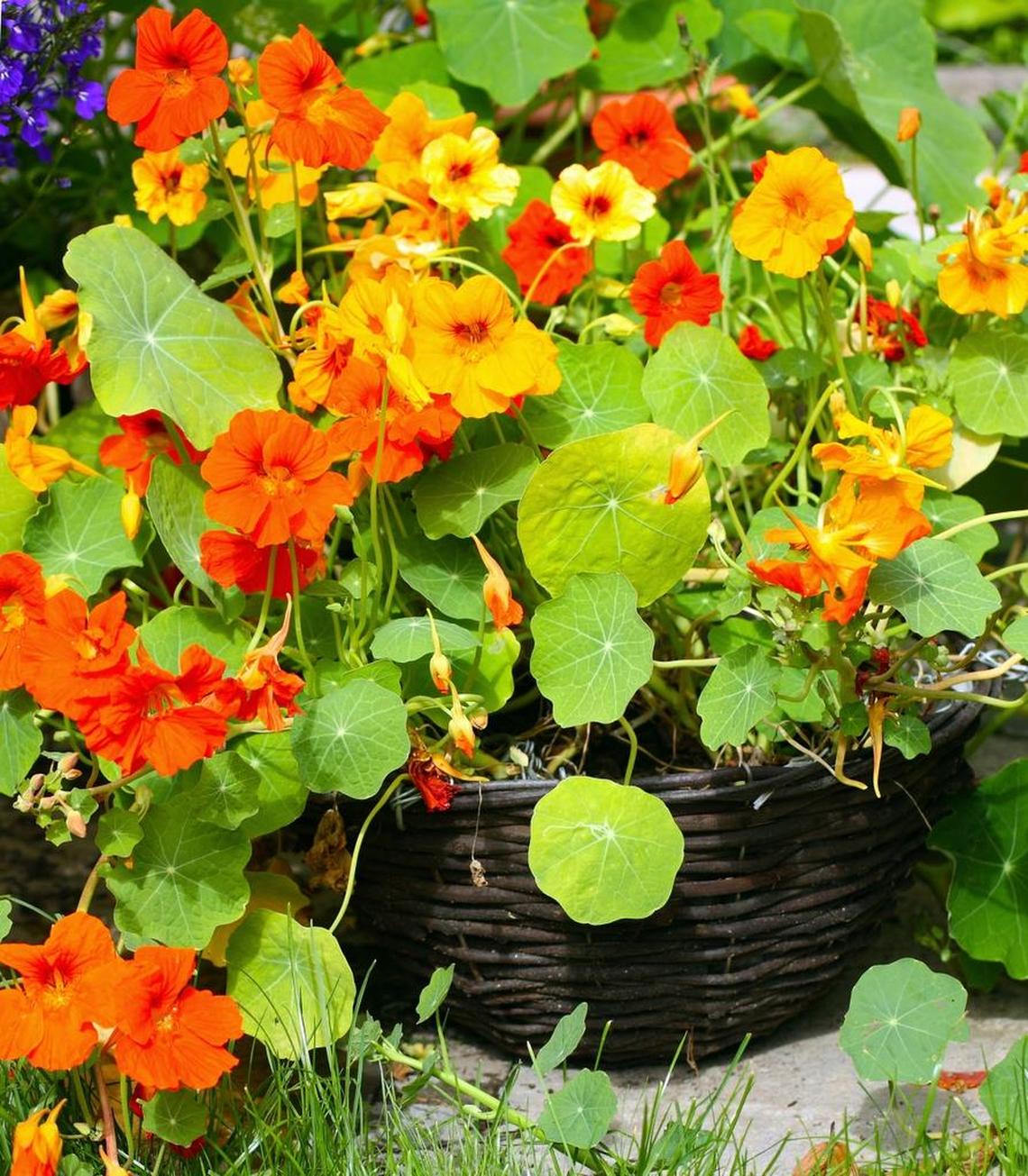 Nasturtiums: Pretty flowers that are also tasty in salads.
