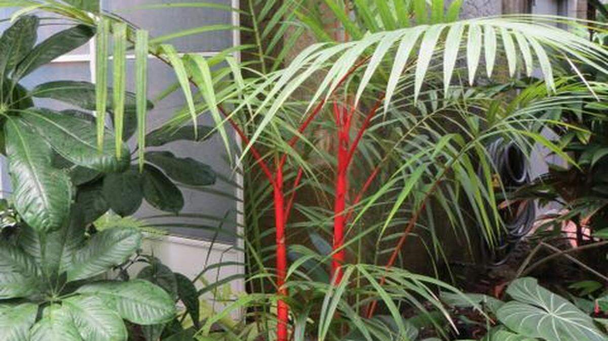 
Know your partner. Palms have distinct characteristics. The red lipstick palm is very cold sensitive and needs to be kept warm, especially during chilly weather.
