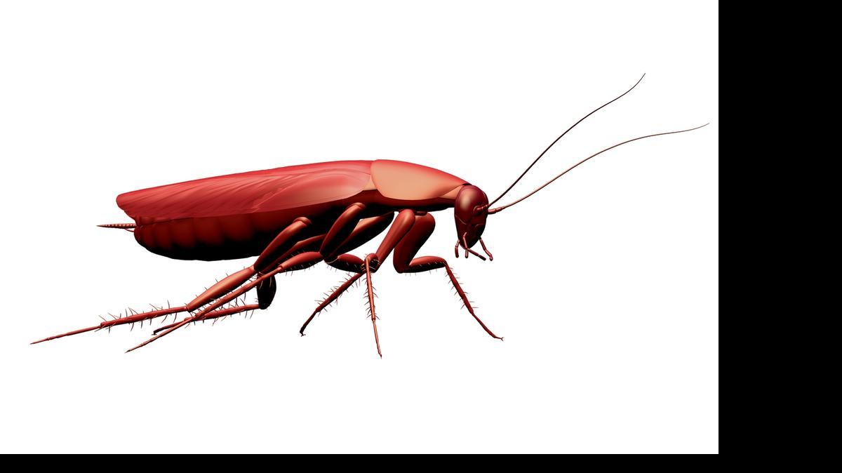 
American cockroach
