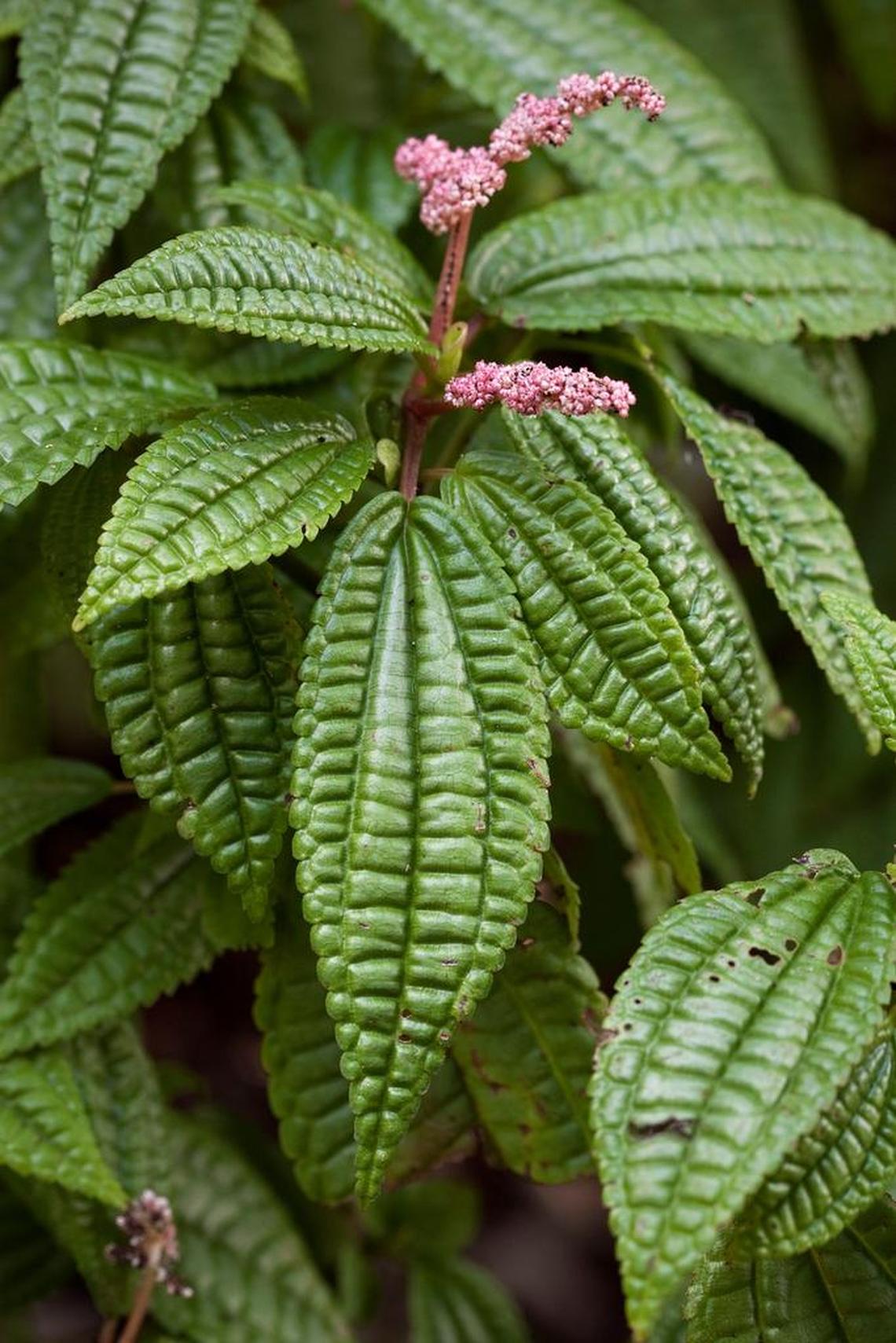 Pilea grandifolia produces flowers that are pretty but tiny.