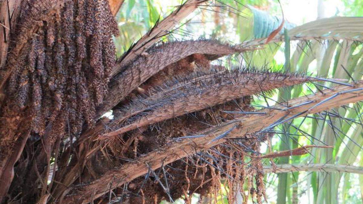 
The murumuru palm is aggressive in many ways; it is covered entirely by large spines and it is a strong grower.
