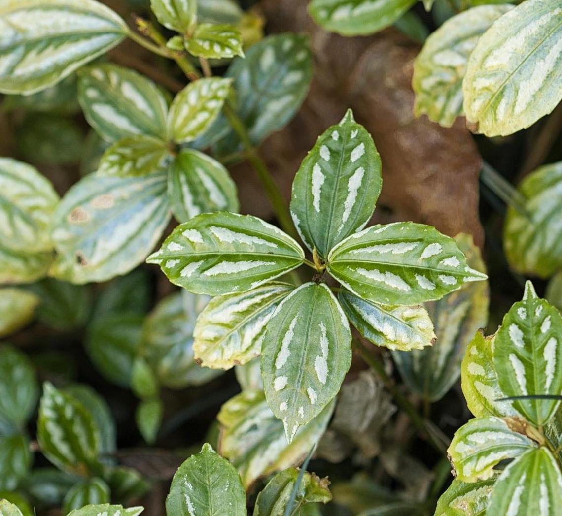 Pilea cadierei, the aluminum plant, makes a nice shady ground cover although it can grow a foot or so high.