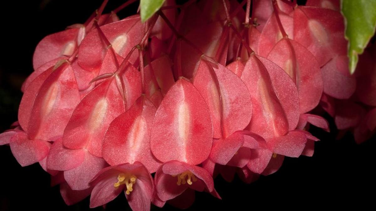 Flowers of Begonia maculata, an angel wing begonia with white spotted foliage.