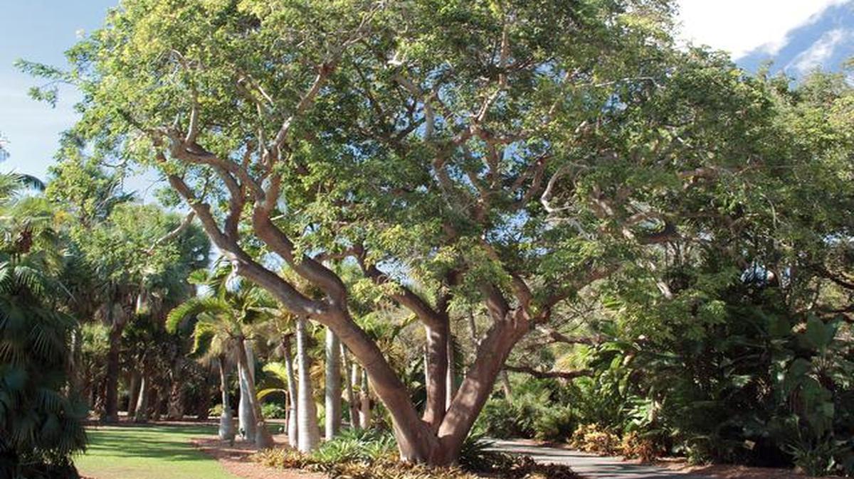 
A mature gumbo limbo tree.

