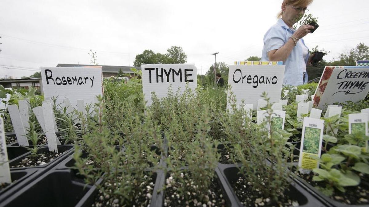 
Bonnie Beal sniffs spearmint as she shops for herbs in a farmers market.



