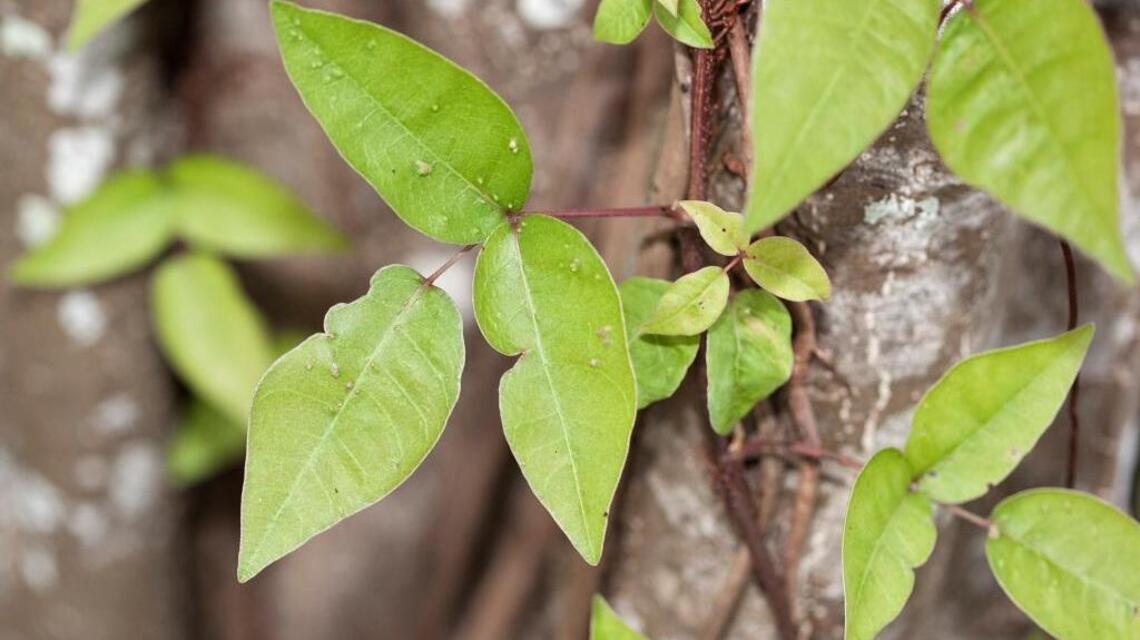 Fairchild’s tropical garden column: Avoiding the irritations of gardening