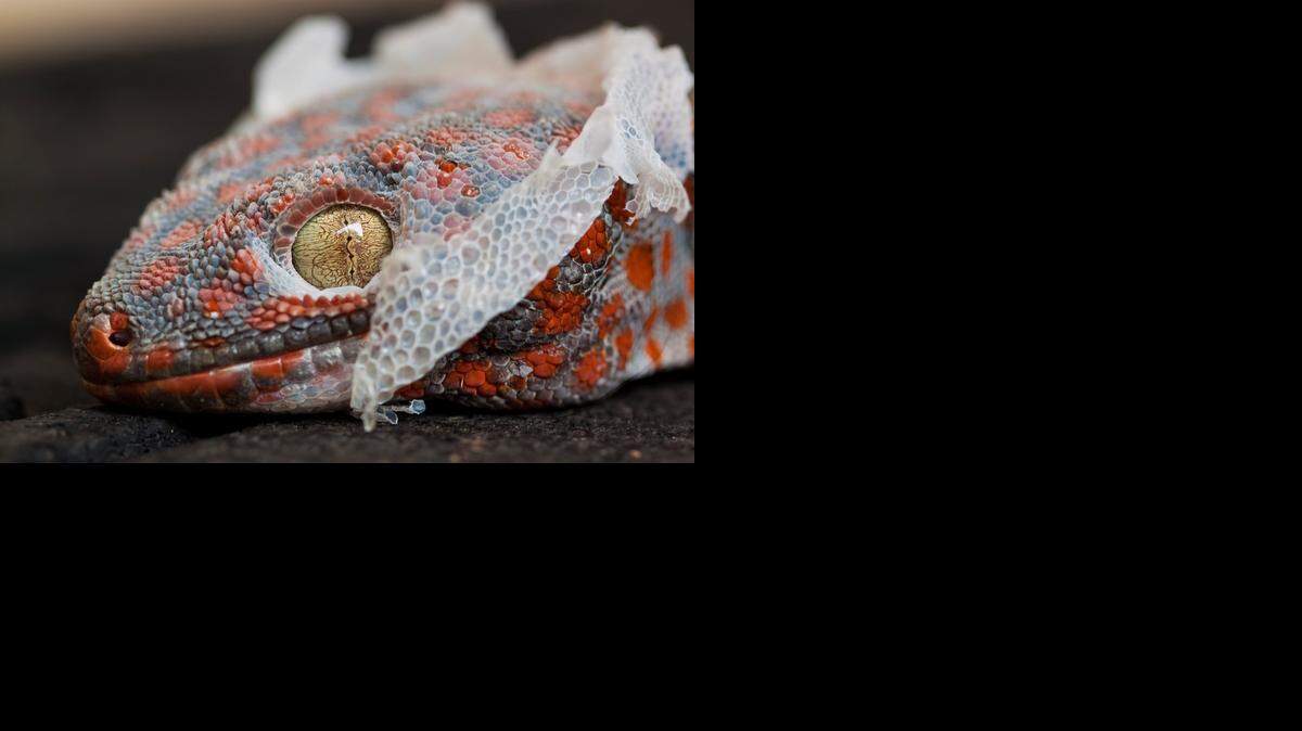 
A shedding tokay gecko 
