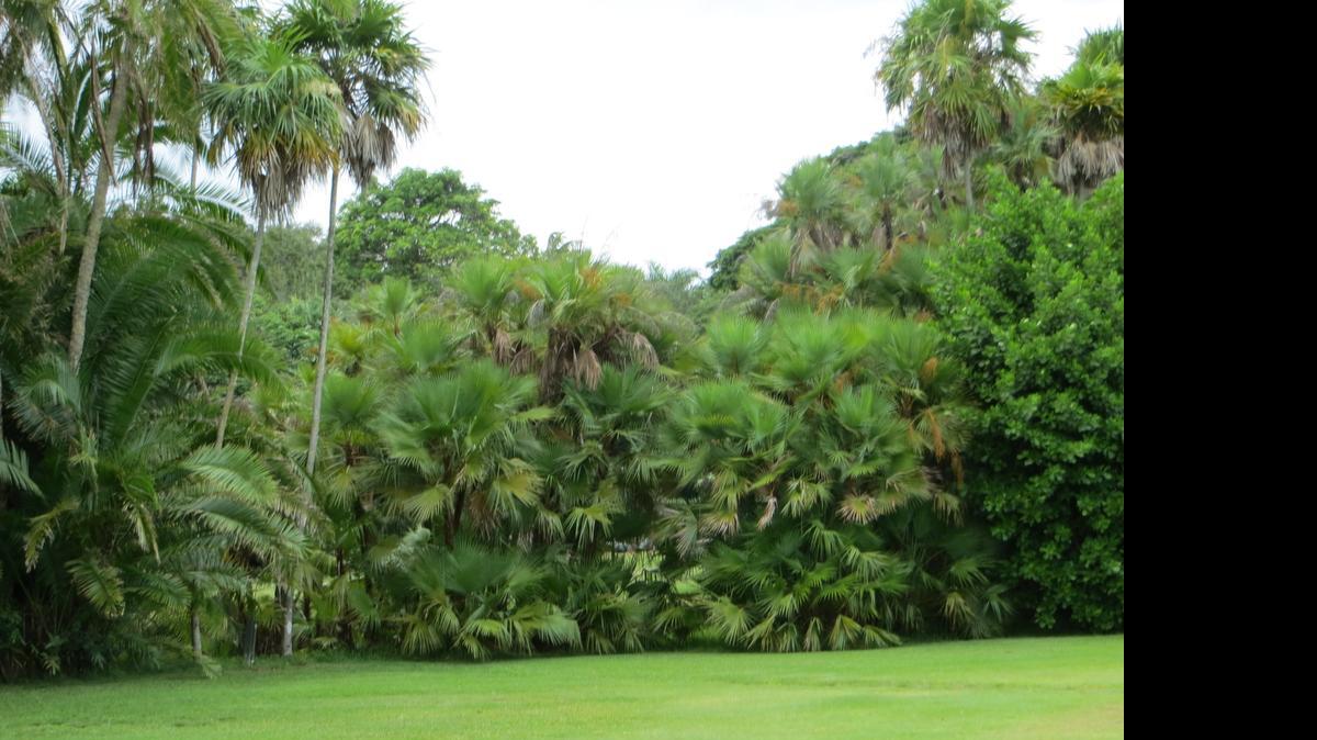 
Paurotis palm can be used for thatch, fiber and fruits. Plant this Florida native in a wet spot.
