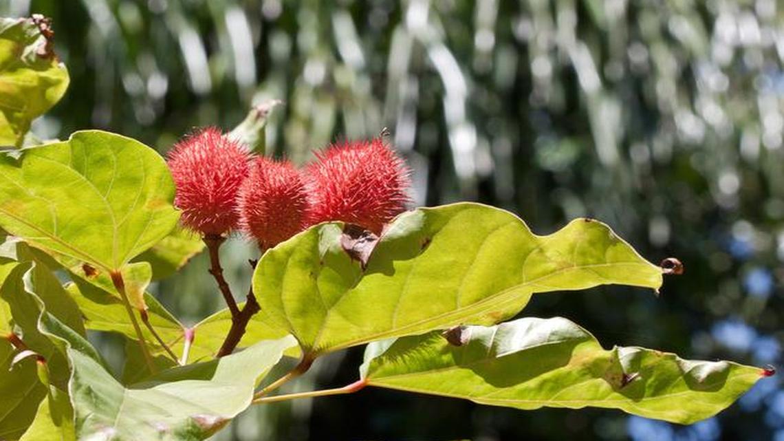 
Annatto’s brilliant red seed pods
