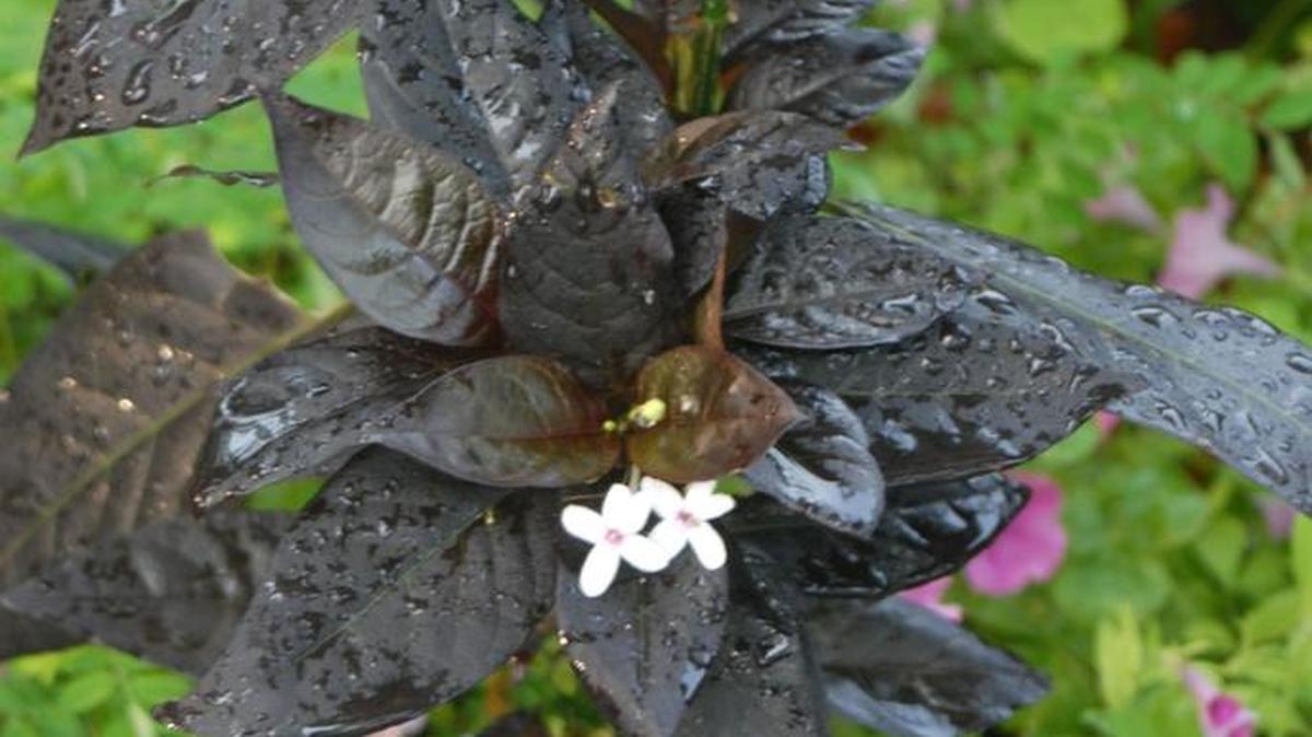 Eranthemum nigrum has beautiful maroon-black leaves and small white flowers.