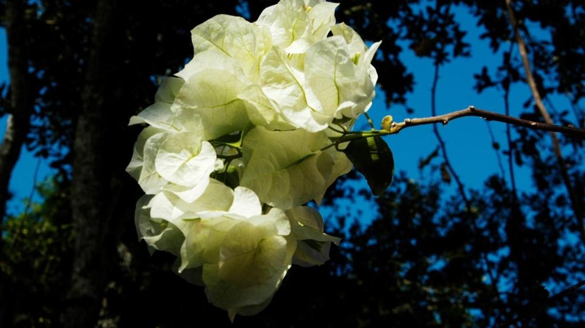 Not as popular as red and purple bougainvillea, white flowers nonetheless are a standout in South Florida gardens.