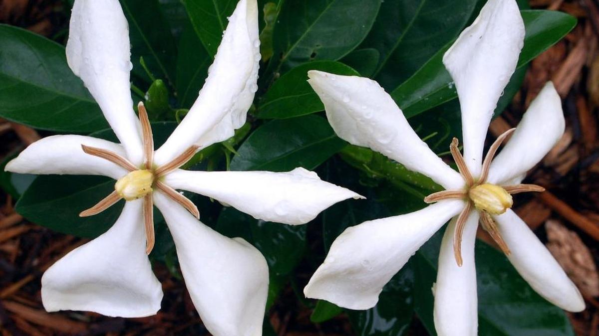 The Vietnam gardenia is a recent import that makes a charming shrub for South Florida gardens.