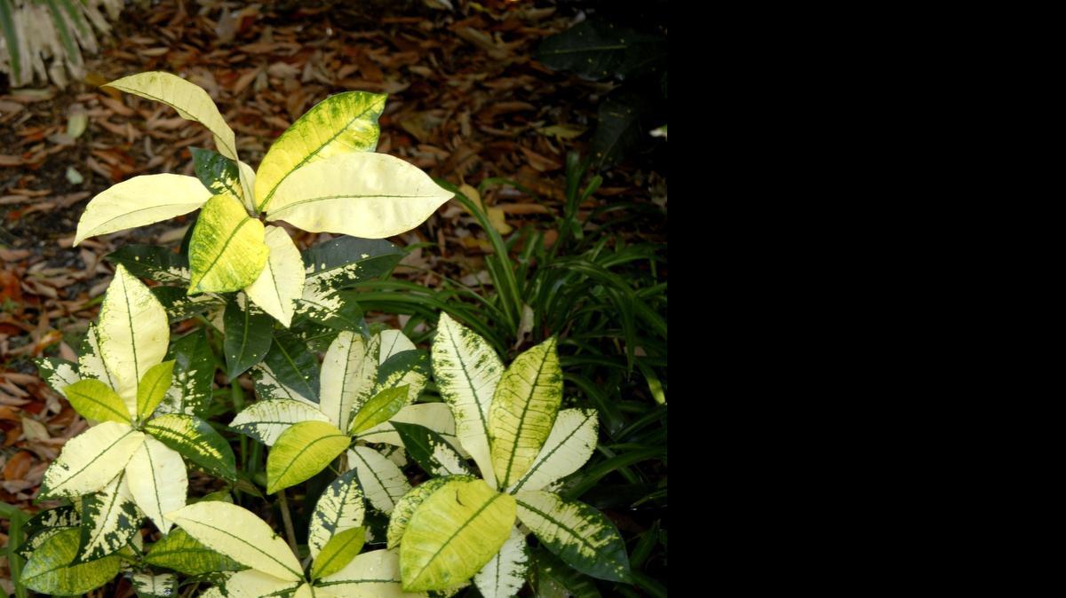 
The yellow form of the croton called Mrs. Iceton is wonderful for lighting up shadowy areas of the garden. 
