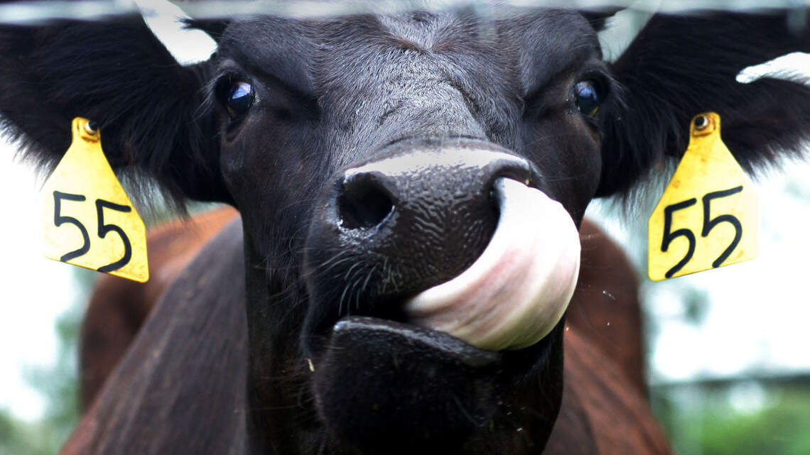 Classic ’99: Is your kid’s new best friend named “Bessie”? Be very afraid.