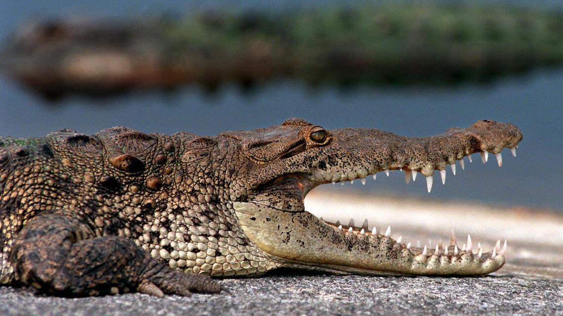 American crocodile