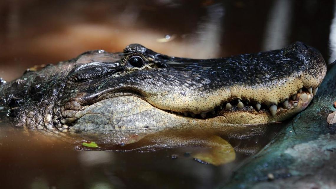 Florida in the 1700s mainly consisted of English settlers fending off alligators with hoes.