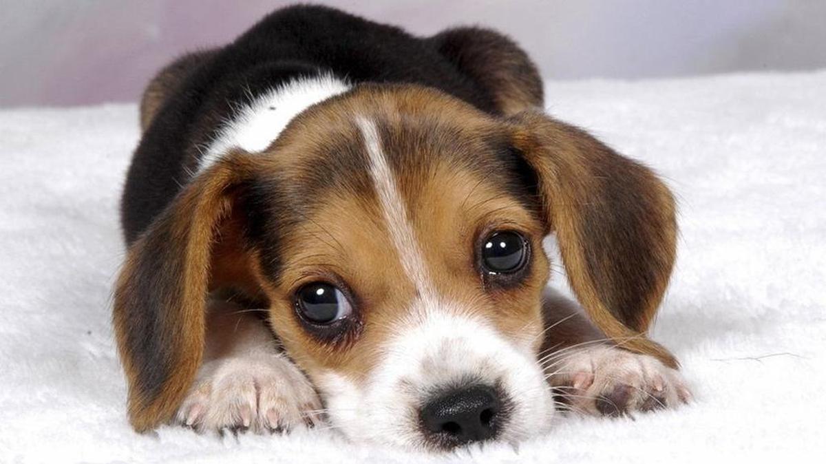 Campylobacter, a bacteria causing diarrhea, fever and vomiting and is usually confined to animals, has infected 55 people in 12 states. The outbreak traces to puppies from pet store chain Petland.