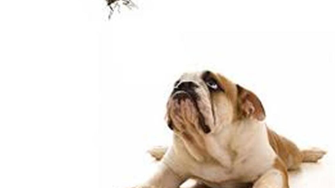 Assumption pet is aggressive because of abuse likely wrong