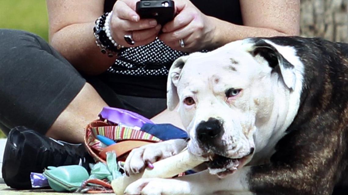 United Pet Group recalled rawhide dog chews sold under the American Beefhide, Digest-eeze, Healthy Hide, Healthy Hide Good-n-Fit and Healthy Hide Good-n-Fun brands because they include an equipment cleaning chemical.