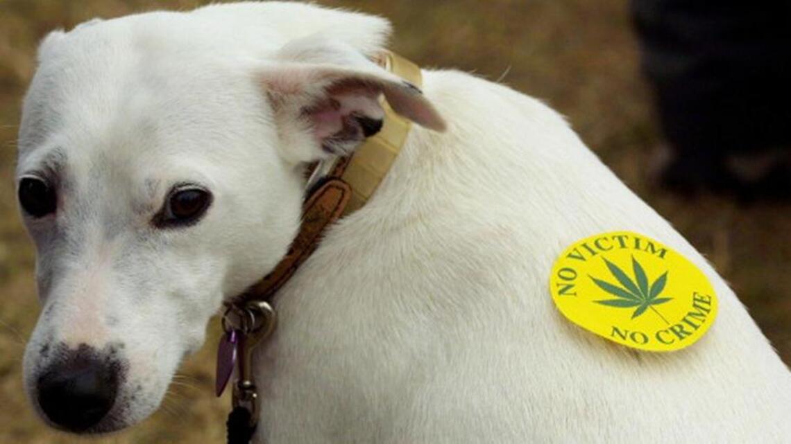 Medical marijuana for ailing dog? Just don’t let him inhale